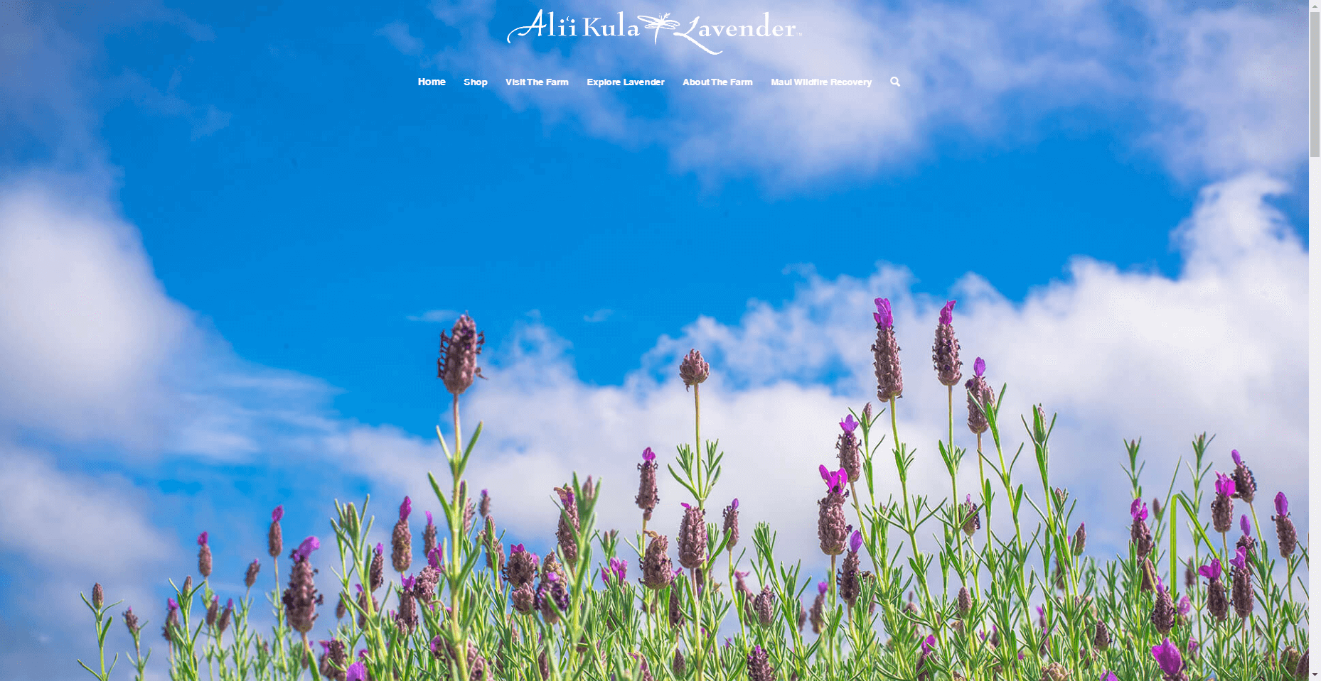 Alii Kula Lavender Farm in Hawaiʻi